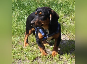 Amy - kleines kuschliges Körbchen gesucht