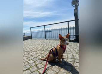 Pina, clevere und soziale Junghündin