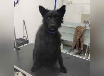 Bony ein Traumhund