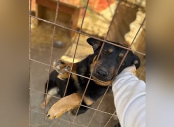 MIMI - traumhafte Schäferhund-Mix-Hündin