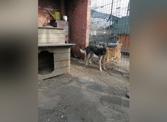 GREY, Hündin, 4 Jahre, 44 cm, Mischling, Tierschutz