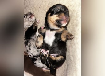 Chihuahua mix Welpen
