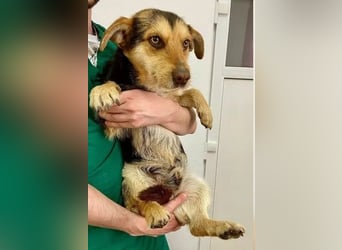 Robin - freundlicher, ruhiger, katzenverträglicher Dackel-Terrier-Mix Rüde / z.Zt. noch in Rumänien