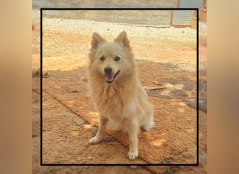 Der soziale u. anhängliche Spitz Rüde FOXY sucht Familienanschluss! MIT VIDEO!