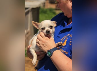 Kulcs PP – Zarte Chihuahua-Hündin sucht liebevolles Zuhause mit Herz