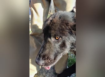 Paul - ein Ausnahmehund