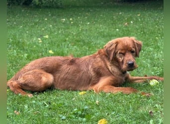Chow-Chow-Retriever-Mix FELIX ❤️wartet in 53940 Hellenthal