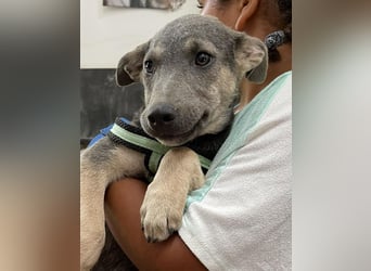 Tatra, liebenswerter Hundejunge sucht eigenen Wirkungskreis