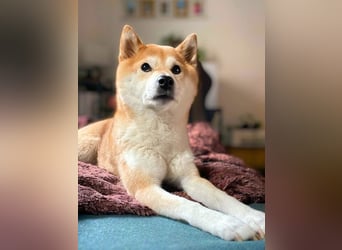 Ella - die Shiba Inu-Omi