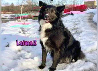 Laima2 01/2021 - sportliche und aufmerksame, wunderschöne Border-Collie-Mix Hündin!
