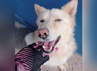 Dolar, Border-Collie typischer Jungspund aus der Tötung