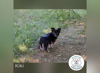 Kiki: Sucht ein Zuhause