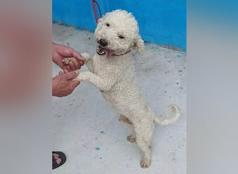 ❤️ lieber kleiner DARI - 4 Jahre, 30cm/9kg - Bichon-Mischling