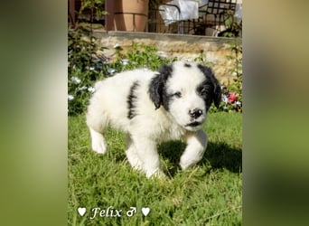 Felix und Freddie suchen ein Zuhause