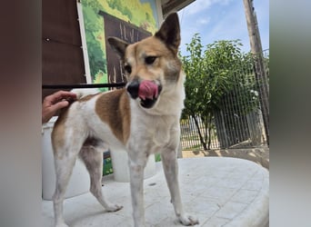 Iuko - lebensfroher Hundejunge sucht Körbchen. bei liebevollen Menschen