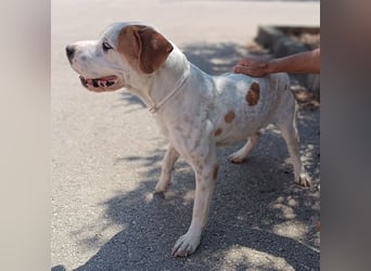 lieber Shar Pei Mischlings Rüde Lexi sucht ein Zuhause oder Pflegestelle