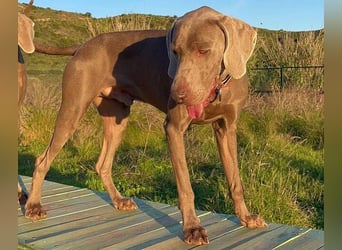 Draco (Spanien) – liebevoller Kämpfer sucht seine Familie