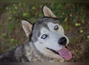 Chip-Nr. 2279997 - der freundliche junge Mann mag Menschen + Hunde und sucht ein tolles Zuhause