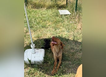 Daisy, geboren 01.12.2023, 58cm sucht ihre Menschen