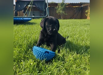 Labrador Welpen mit Ahnentafel