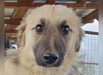 ♥FRODO♥ wunderschöner, noch unsicherer kleiner Rüde mit beige-grauem, lockigen weichen Fell 34 cm