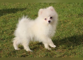 Zwergspitz Pomeranian "Vanilla" Hündin 4 Monate kann ins neue Heim ziehen