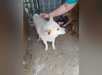 Lien PP – Offener Shiba Inu-Rüde auf der Suche nach seinem Zuhause