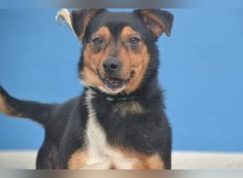 Duke, ein quirliger und kontaktfreudiger kleiner Rüde