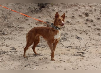 MOON-freundlich, offen, durch und durch sozial lieb sie den Kontakt zu Mensch und Hund