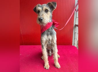 ❤️ superlieber PINO - 1 Jahr, 40cm/9kg - Foxterrier-Mischling
