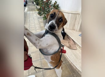 Chicca – eine neue Familie finden -