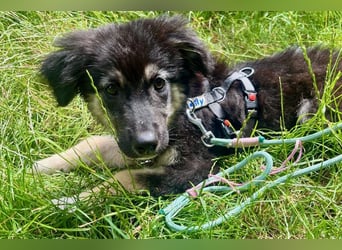 Lolly – Körbchen gesucht! (47839 Krefeld)