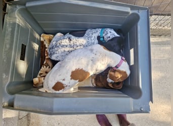 Süße und liebevolle Pointer Mix Hündin EMMA sucht eine Familie