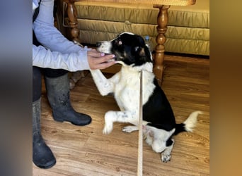 Zorro ein ganz lieber Kerl