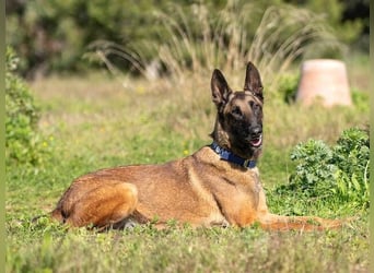 Starky (Spanien) - wunderschöner Malinois sucht aktive Menschen