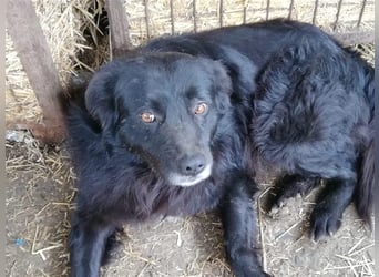 Pflegestellen GESUCHT!    Deutschlandweit von Tierschutzverein!