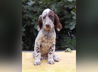 English setter Welpen (3 Rüden, 2 Hündinnen)