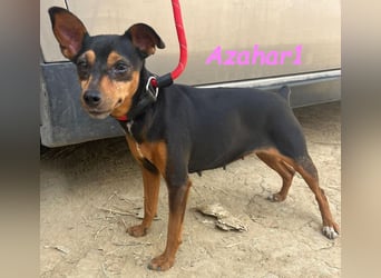 Azahar1 geb. 07/2022 (ESP) - lustige und anhängliche, kleine Pinscher-Mix Hündin!