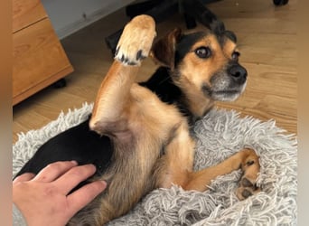 Roby ❤️ aktiver, verschmuster Rollibub!