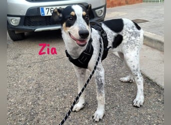 Zia 06/2024 (ESP) - menschenbezogene, süße Epagneul Breton-Bodeguero-Mix Welpin!