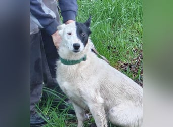 MONOKEL ca. 1 J. Border Colliemixhündin sucht Liebe