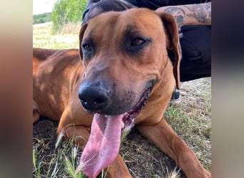 Beethoven, Rhodesian Ridgeback