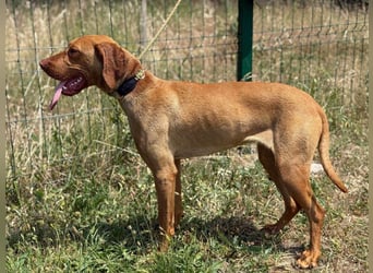 Daisy, geboren 01.12.2023, 58cm sucht ihre Menschen