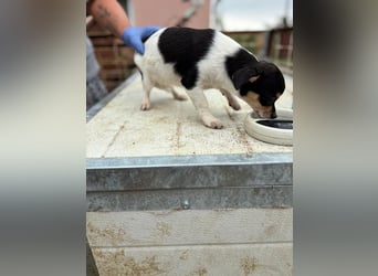 Pityke, kleiner Chihuahua Welpe geb. 2025