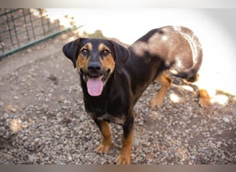 Jack: Ein Hund zum Pferdestehlen!