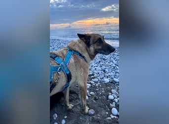 Schäferhundmix MADDOX sucht seine eigene Familie!