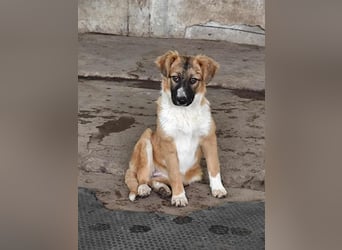 „Marisa“,Liebe Junghündin sucht ein Zuhause, gut verträglich. Noch zurückhaltend.