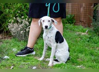 Sofia  - Mix Pointer / Dalmatiner, lieb und verträglich