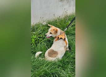 Csuporka, geb. 06/2023, 44 cm, sucht sehnsüchtig ihre Familie