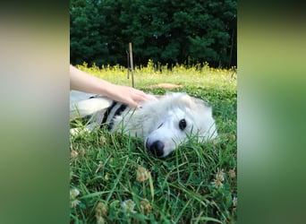 süße Retriever Mischlings Hündin Sally sucht ihre Menschen